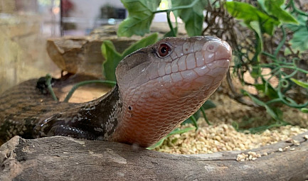 ProNaturA France à l’écoute aux 25 ans des « Reptiliades » à Nîmes : Reptiles, chéloniens et autr..